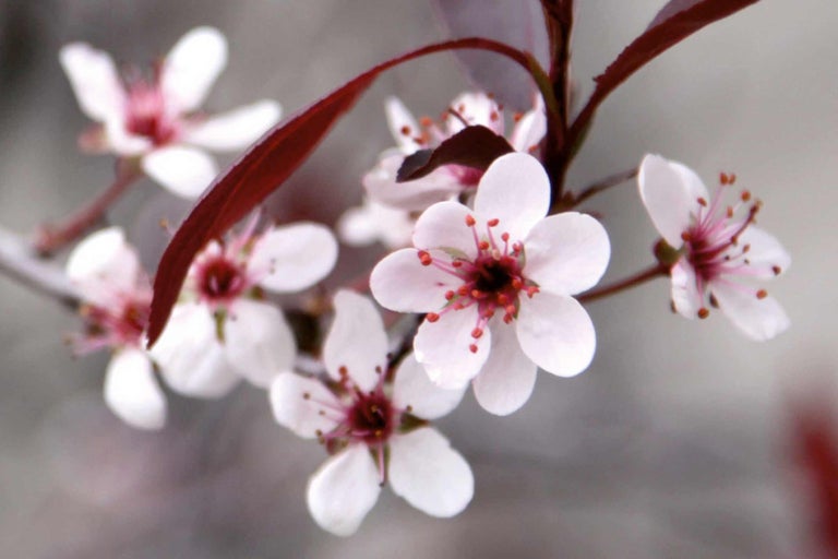 Gros plan de branches de cerisier d'ornement en fleurs