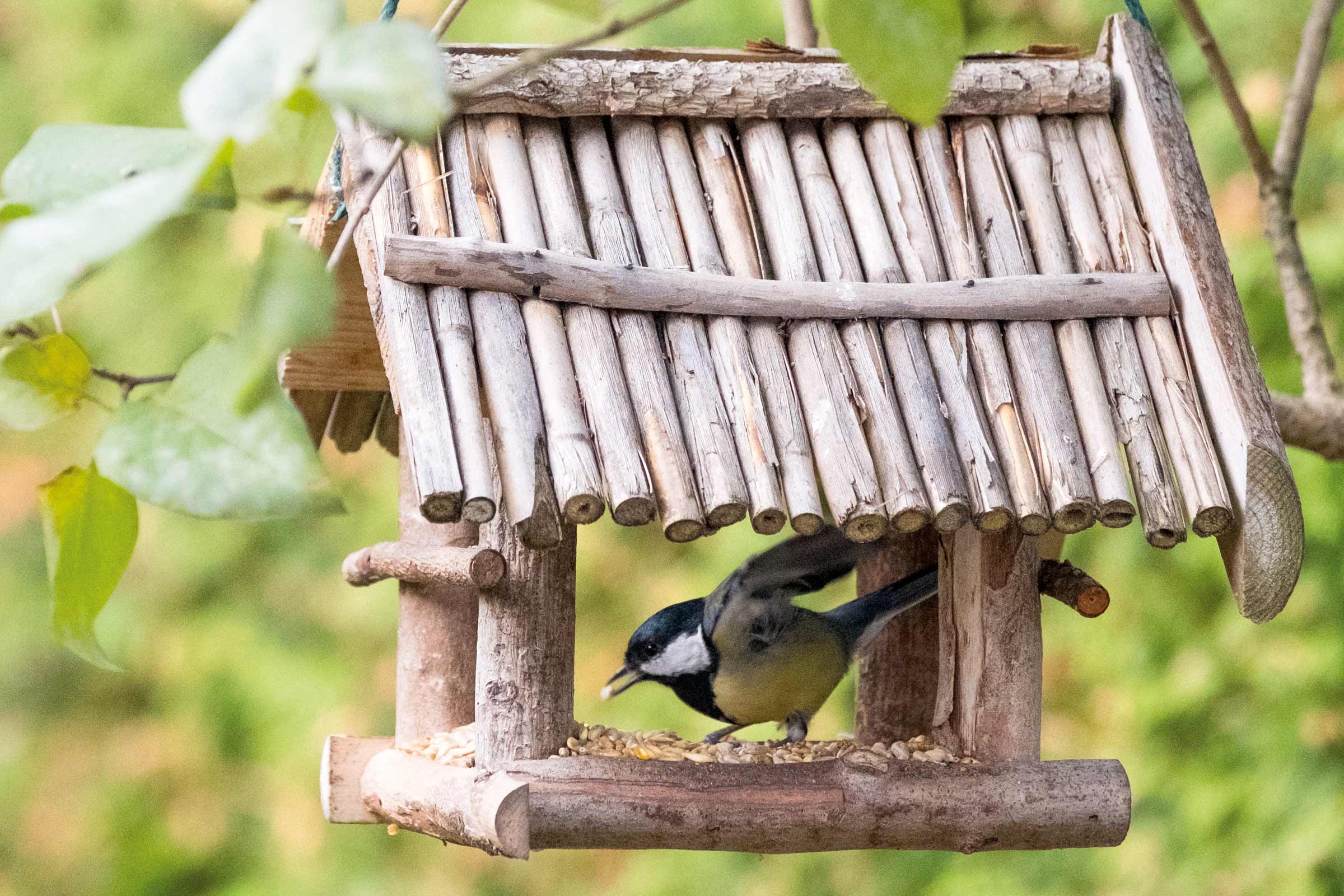 Vogel in einem hölzernen Futterhaus mit Dach