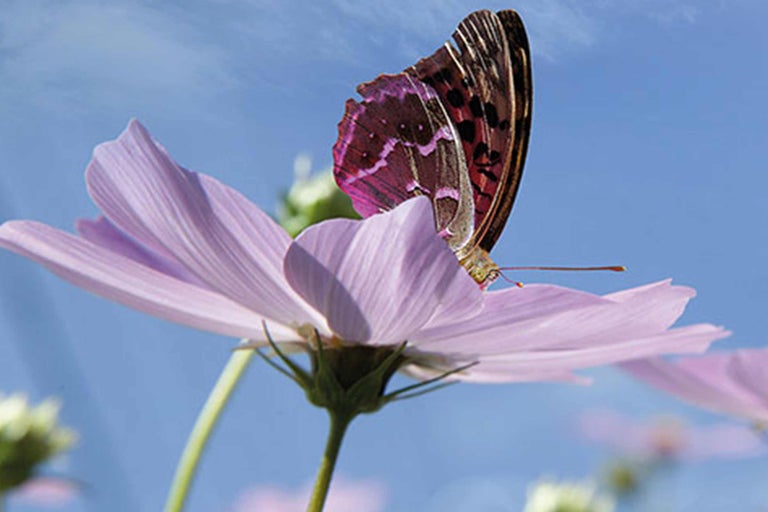 Schmetterling auf rosa Blume