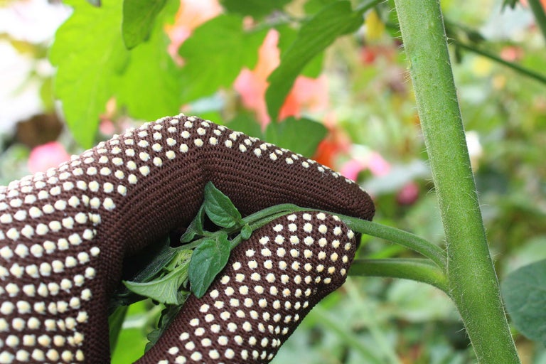 Une main gantée enlève une pousse sur un plant de tomate.