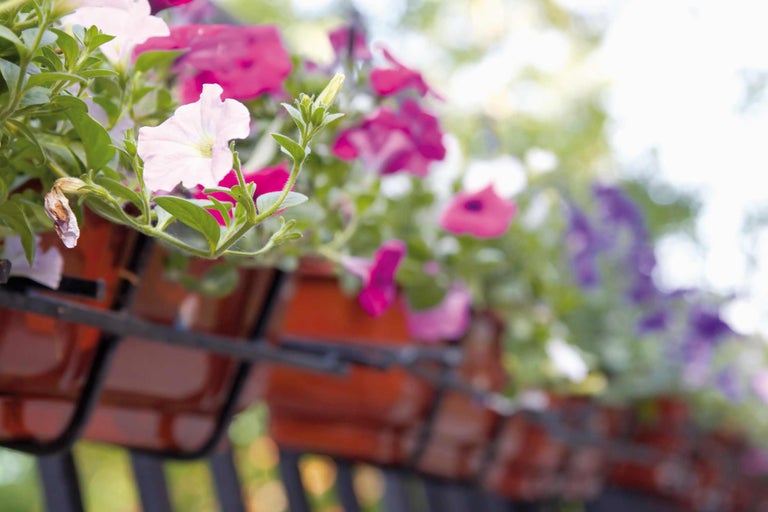 Blumenampeln mit Petunien in verschiedenen Farben