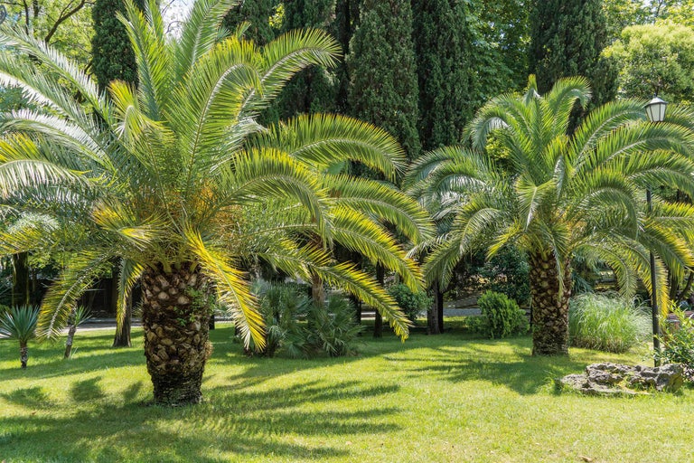 Palmiers résistants à l’hiver