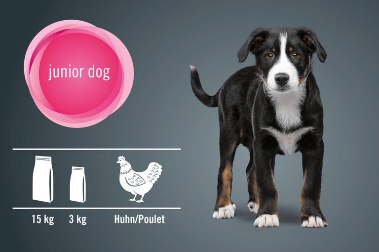 Chiots bouvier appenzellois avec des informations sur la quantité d'aliments et la saveur