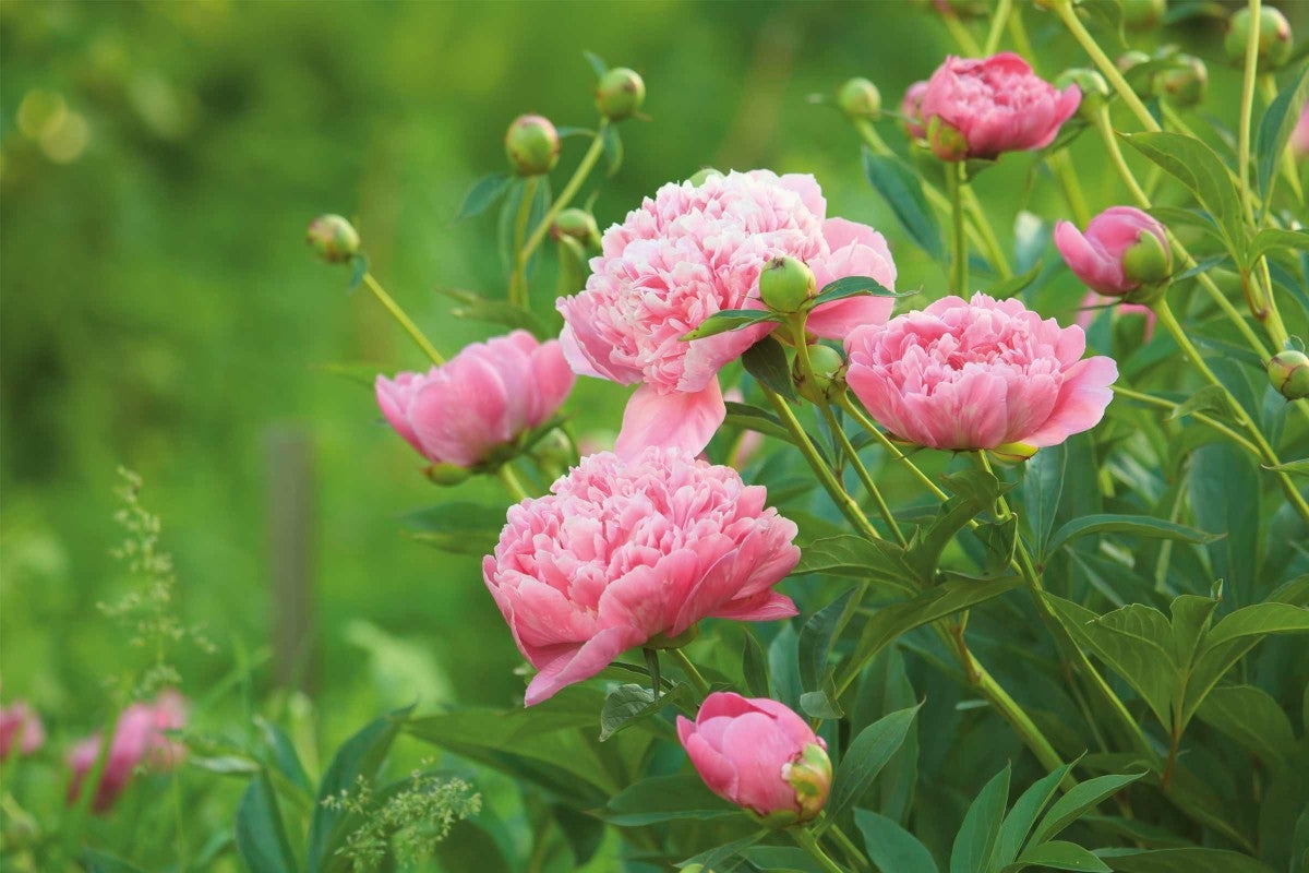 Nahaufnahme von rosa Pfingstrosenblüten im Garten.