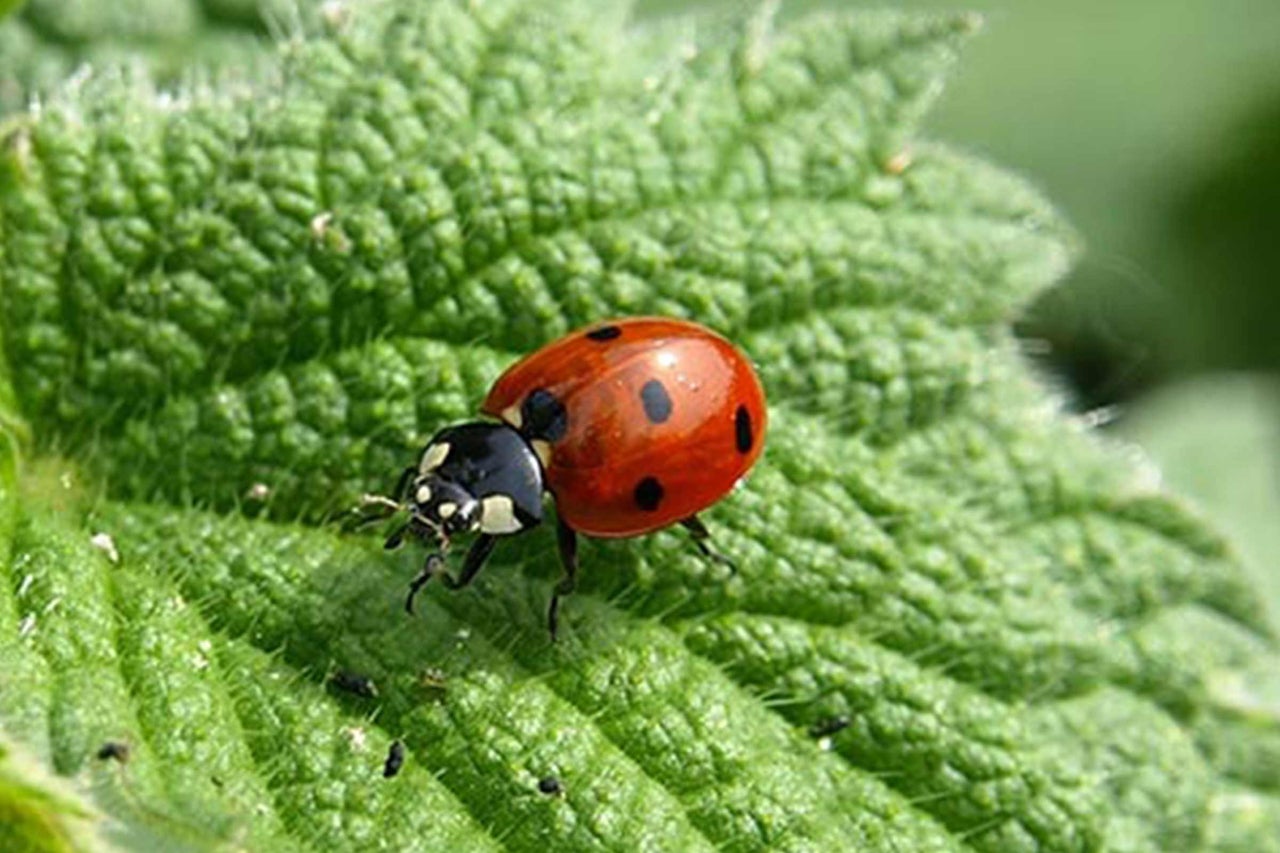 Marienkäfer auf einem Blatt