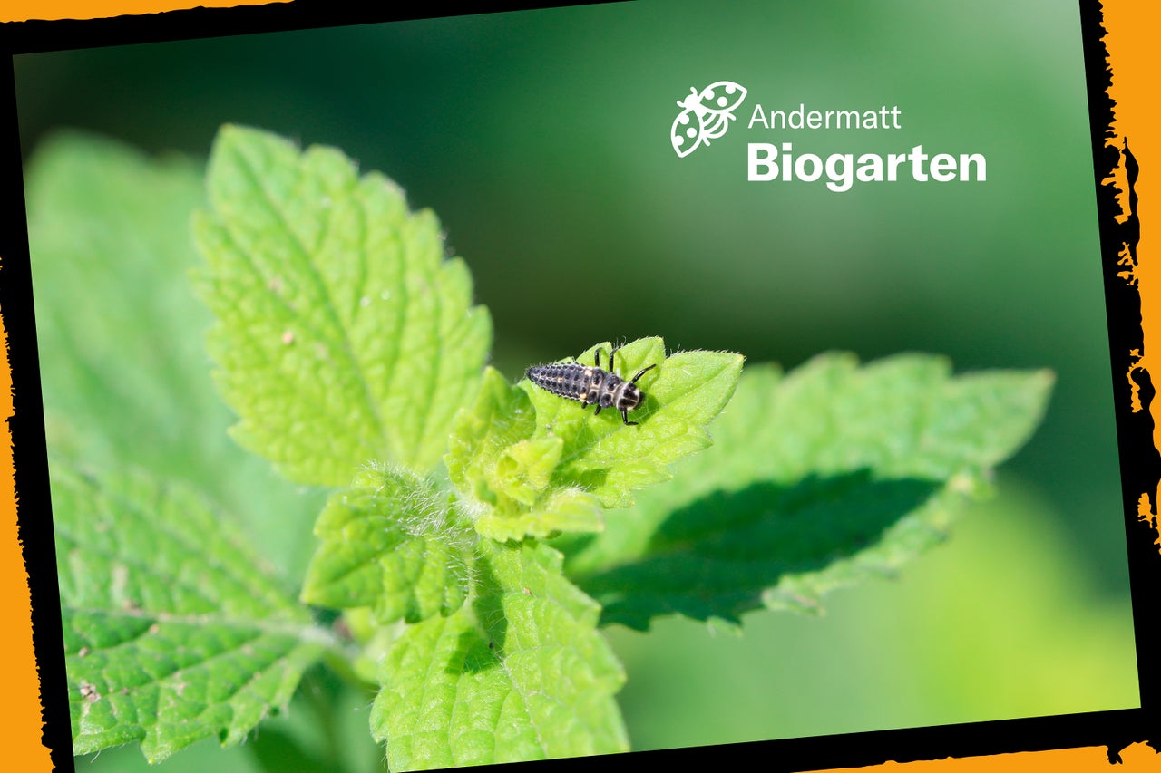 Marienkäfer-Larve auf einem Blatt zur natürlichen Schädlingsbekämpfung und Andermatt Biogarten Logo.