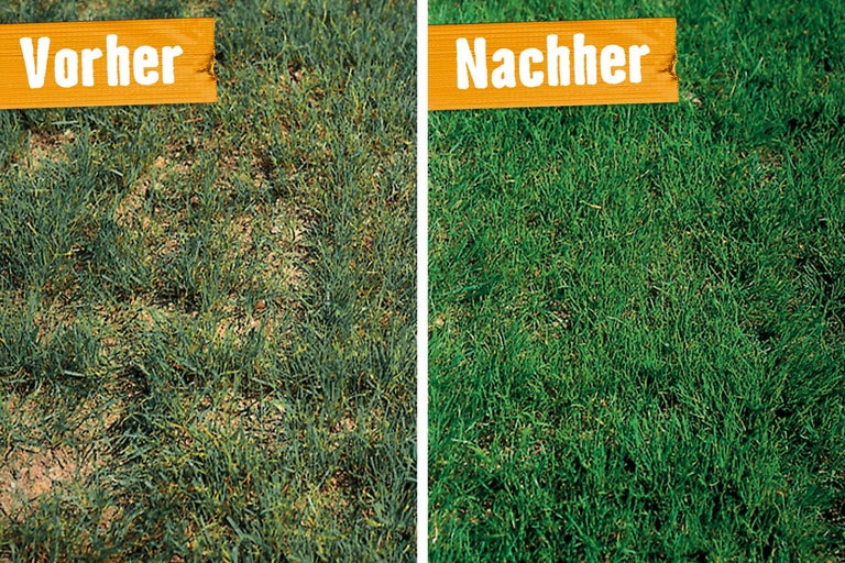 Verbrannten Rasen retten