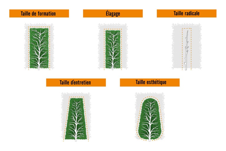 Illustration de différentes tailles de haies pour les plantes de haies