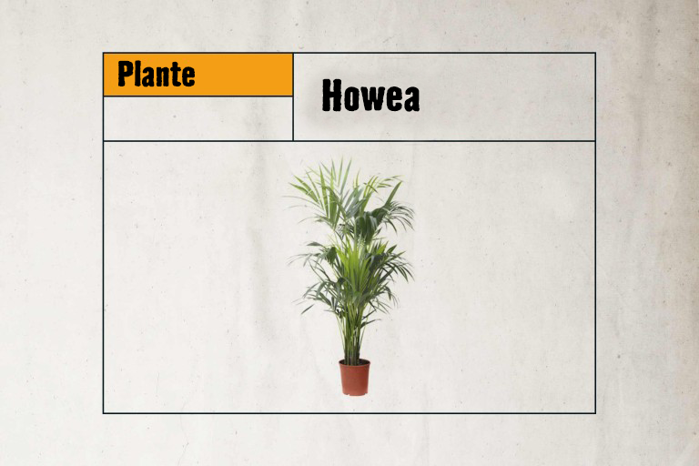 Howea plante d'intérieur en pot