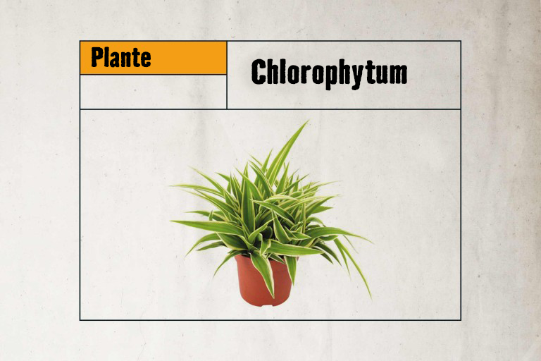 Chlorophytum plante d'intérieur en pot