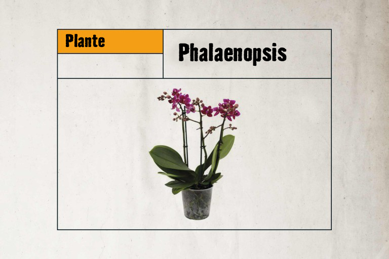 Phalaenopsis plante d'intérieur en pot