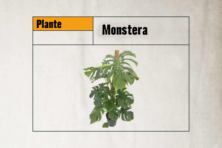 Monstera plante d'intérieur en pot avec support d'escalade