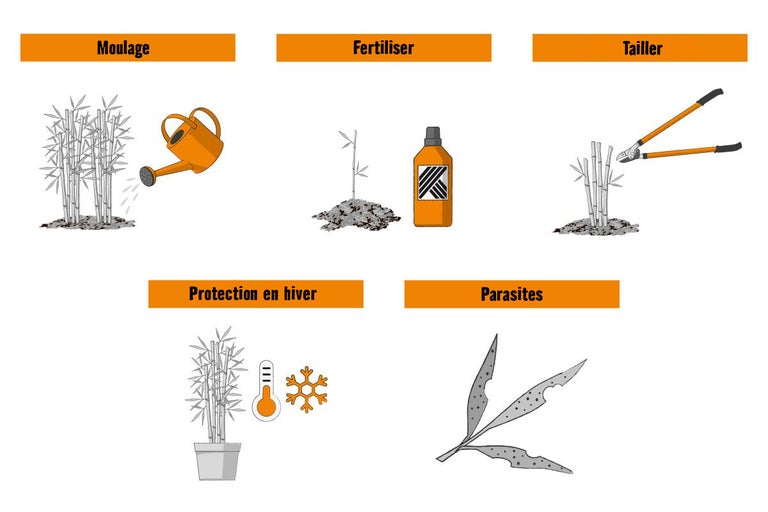 Illustration de l'entretien du jardin avec l'arrosage, la fertilisation, la taille, la protection hivernale et la lutte antiparasitaire