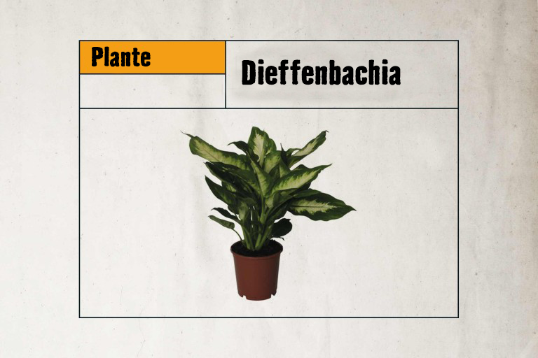 Plante d'intérieur Dieffenbachia en pot