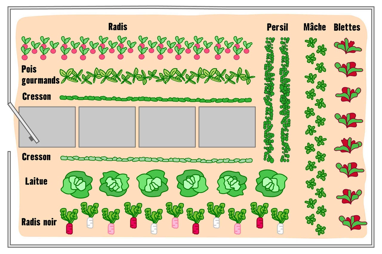 Illustration d'un potager avec différentes plantes comme des radis, des pois, du cresson, de la laitue et des bettes