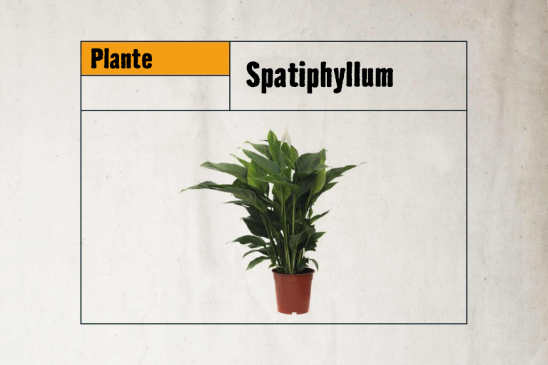 Spathiphyllum en pot