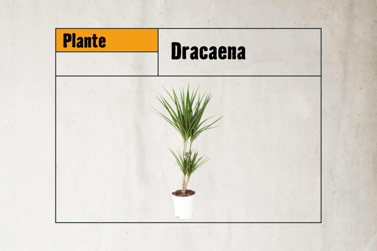 Plante d'intérieur dracaena en pot