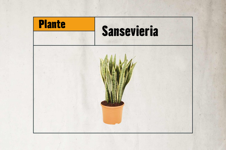 Sansevieria plante en pot