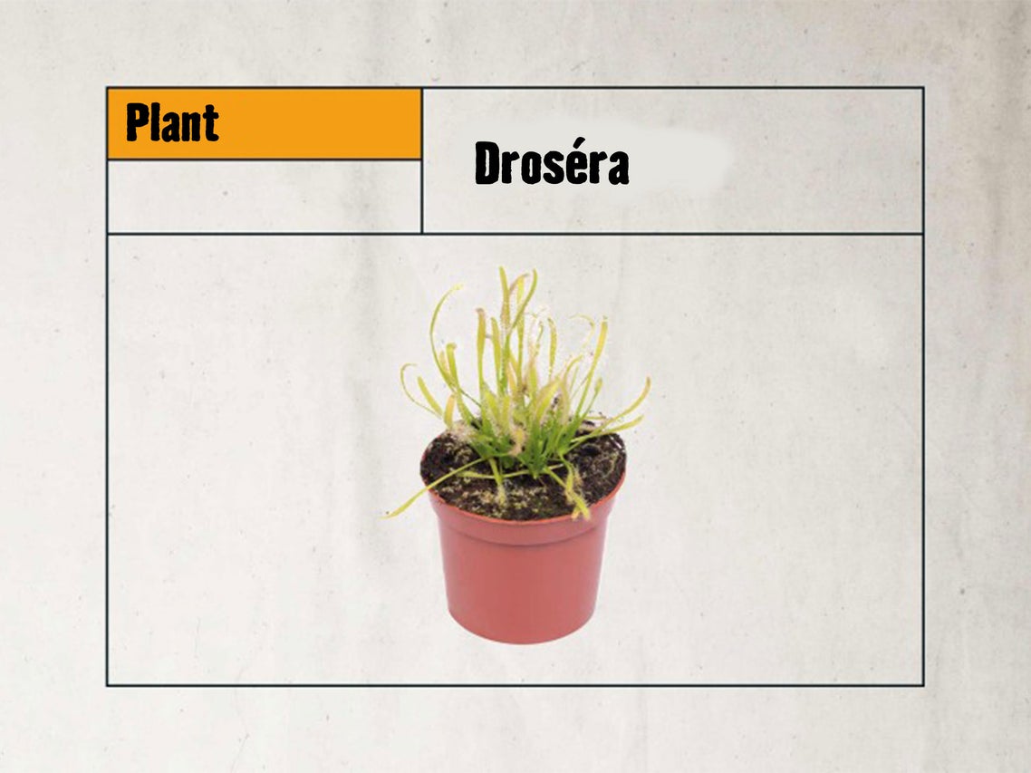 Drosera plante en pot