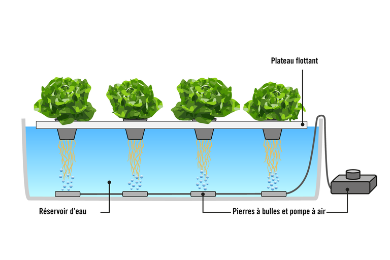 Système hydroponique avec plants de salade, réservoir d'eau, pompes à air et plaque flottante