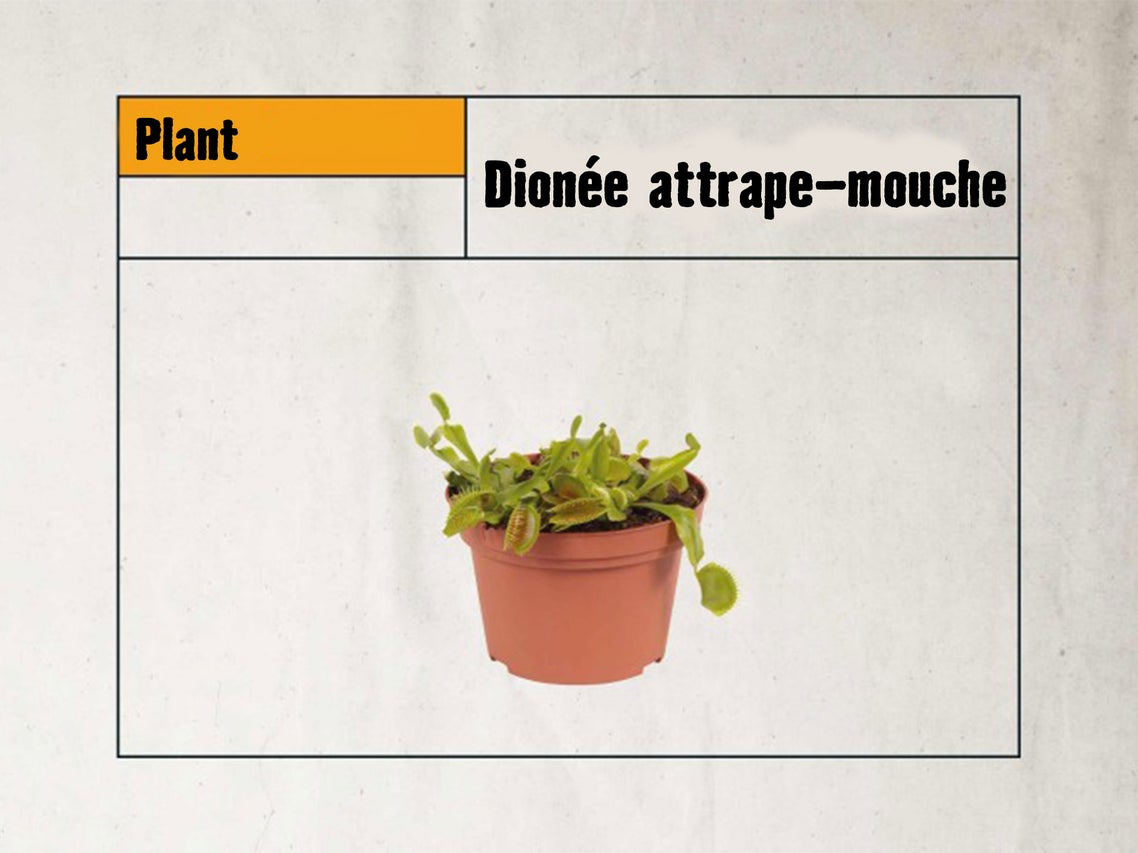 Dionée attrape-mouche en pot comme plante insectivore