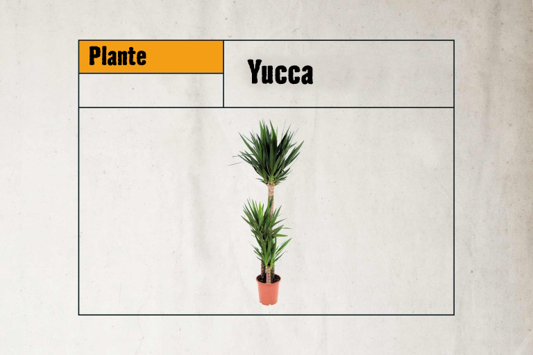 Yucca plante d'intérieur en pot