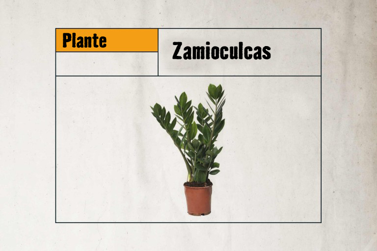 Zamioculcas, plante d'intérieur en pot