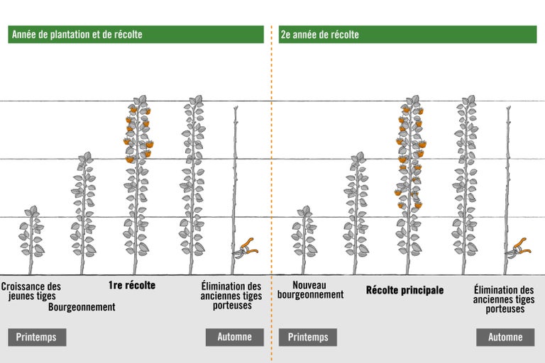 Illustration de la croissance et de la récolte d'une plante sur deux ans