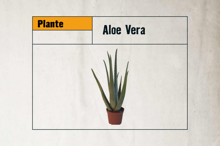 Plante d'Aloe Vera en pot