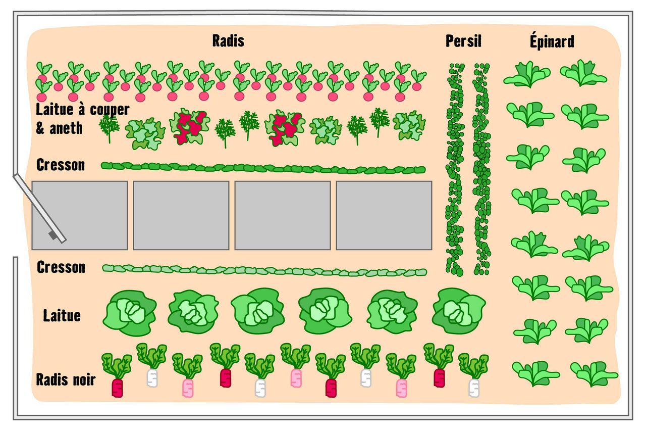 Illustration d'un potager avec radis, laitue, aneth, cresson, persil, épinards et radis noirs