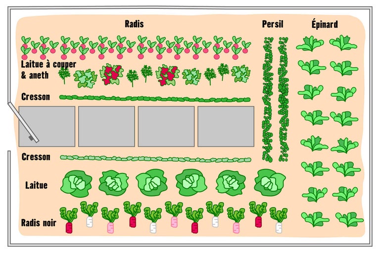 Illustration d'un potager avec radis, laitue, aneth, cresson, persil, épinards et radis noirs