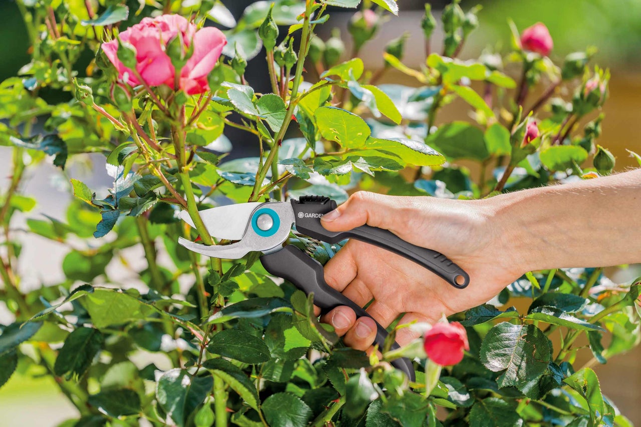 Une personne taille des roses avec un sécateur.