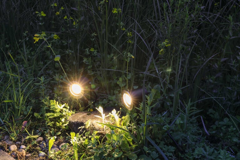 Aménagement de jardin avec deux projecteurs encastrés entre les plantes
