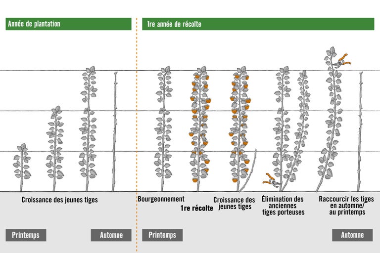 Illustration de la croissance et de la récolte d'une plante sur une période d'un an