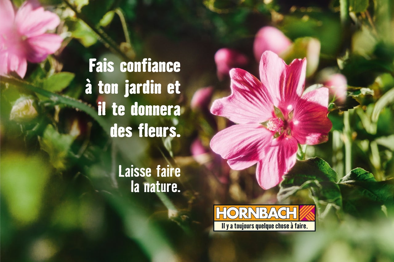 Gros plan de fleurs roses dans le jardin avec le logo Hornbach.