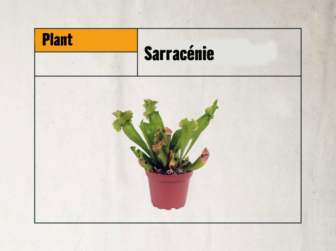Sarracénie, plante carnivore en pot