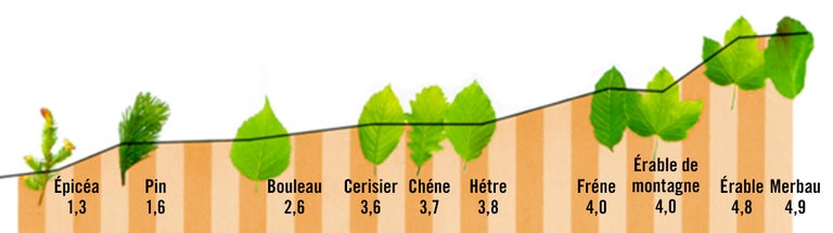 Graphique de différentes espèces d'arbres à feuilles caduques avec valeurs de croissance