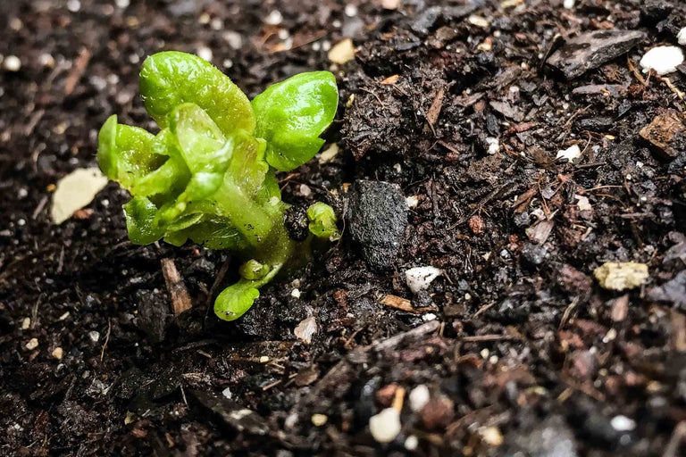 Nahaufnahme einer jungen Pflanze, die in der Erde wächst