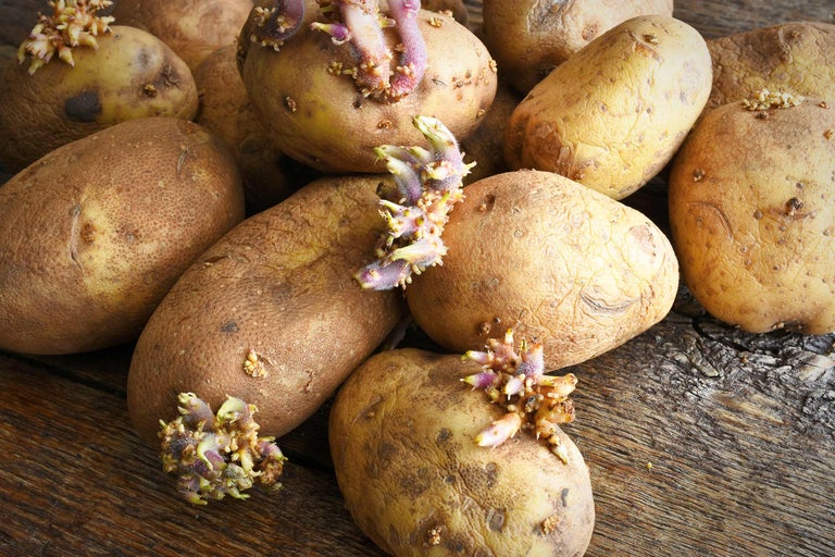 Plusieurs pommes de terre avec des germes sur une table en bois