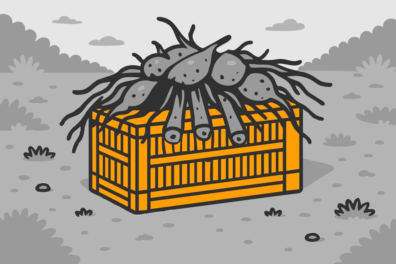 Illustration einer Holzkiste mit Blumenzwiebeln