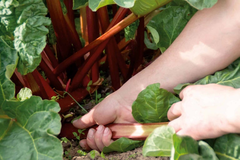 Une main récolte des tiges de rhubarbe sur une plante.