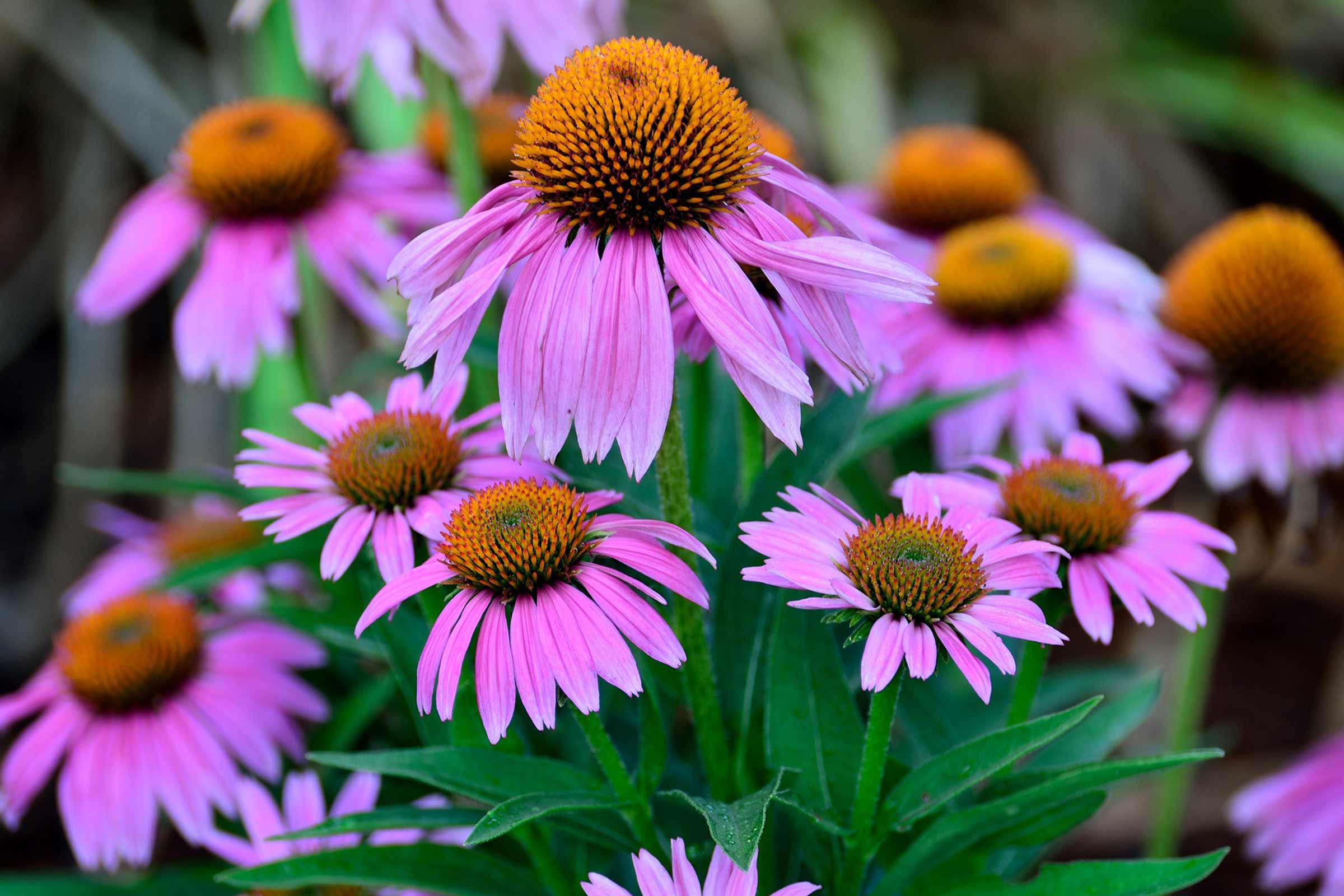 Gros plan de fleurs de Rudbeckie rose