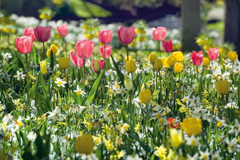Blumenwiese mit Tulpen und Narzissen