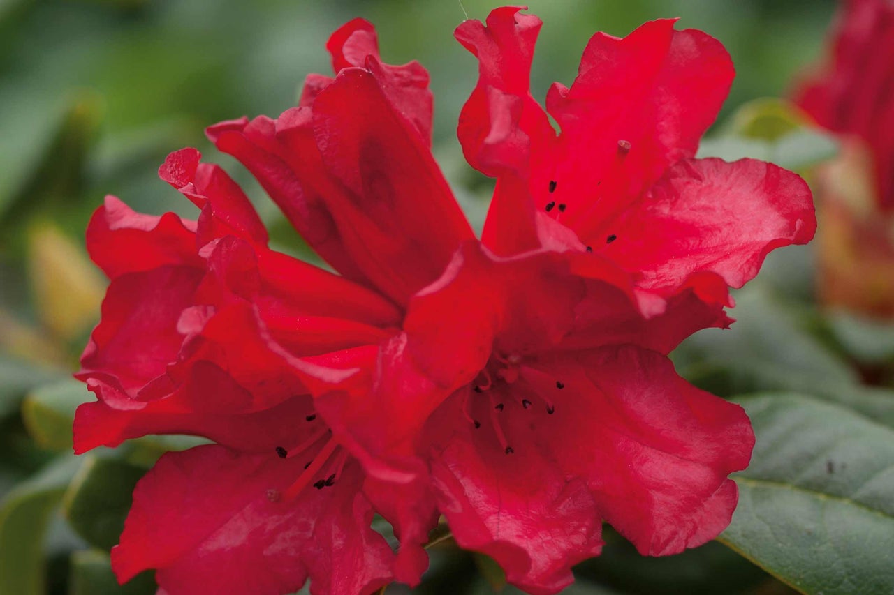 Gros plan d'une fleur de rhododendron rouge