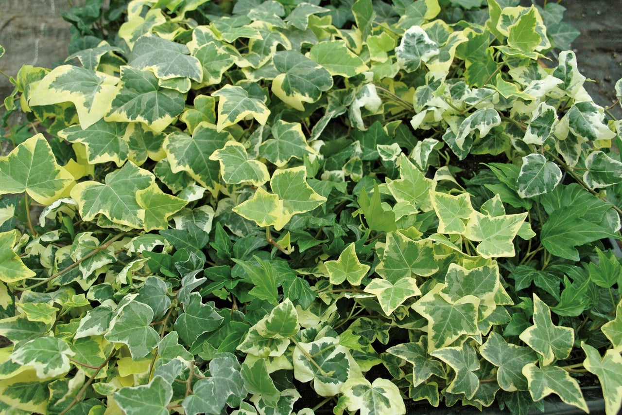 Plante de lierre avec feuilles