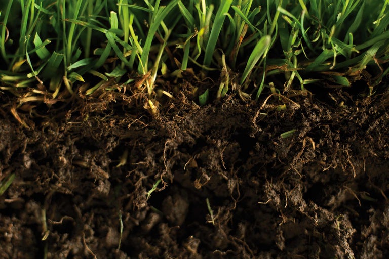 Gros plan de la terre avec de l'herbe et des racines