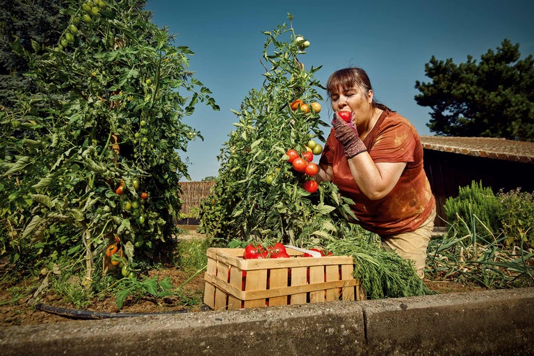 Femme mangeant une tomate dans un jardin potager à côté d'une caisse en bois
