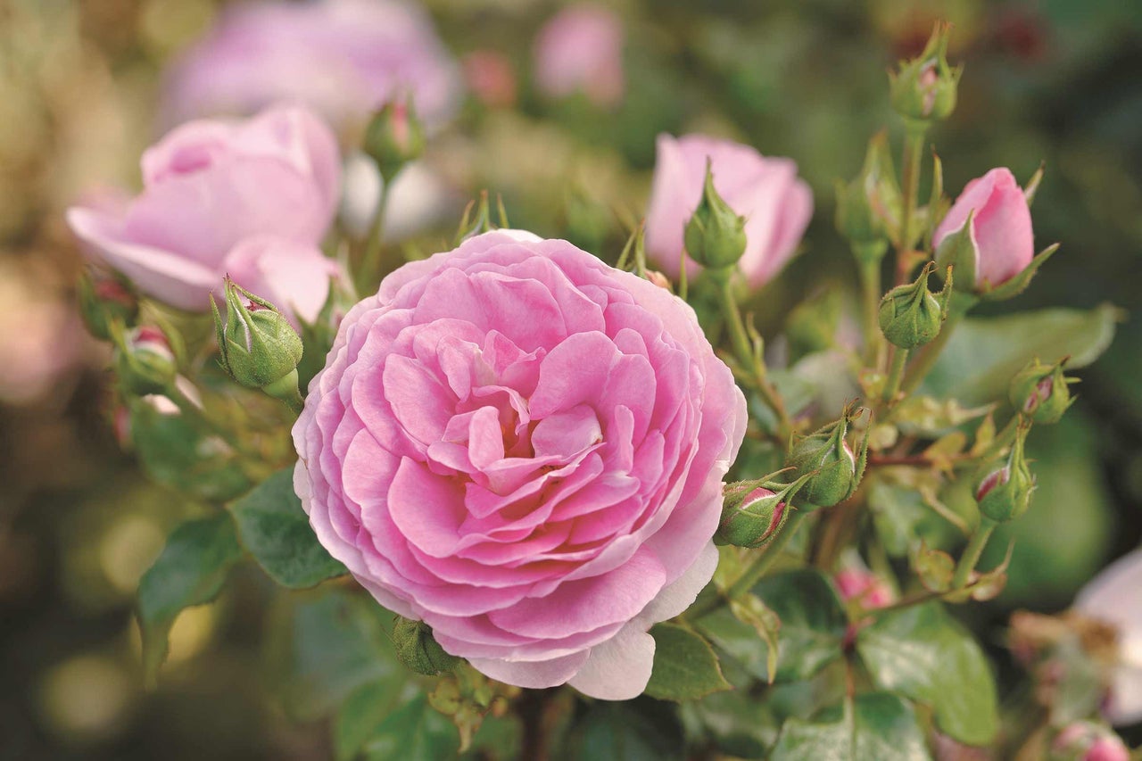 Gros plan d'une rose rose avec des boutons