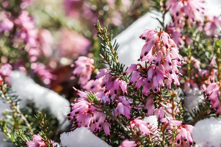 Gros plan sur la bruyère d'hiver avec de la neige