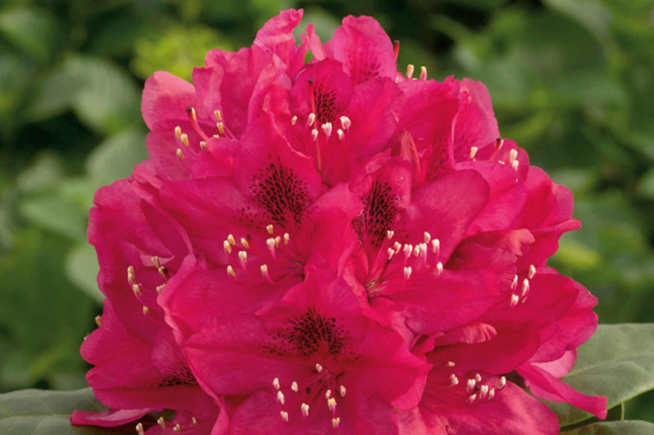Gros plan d'un plant de rhododendron à fleurs roses.